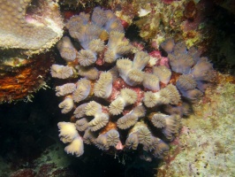 Smooth Flower Coral IMG 5946